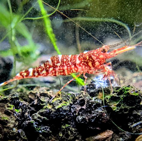 red orchid sulawesi shrimp